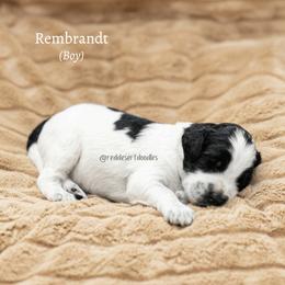 Rembrandt - Black male Australian Labradoodle puppy in Hurricane, Utah from Red Desert Doodles