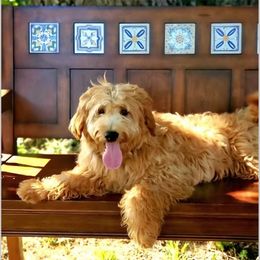 Willow - Goldendoodle