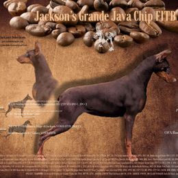 Java - Doberman Pinscher