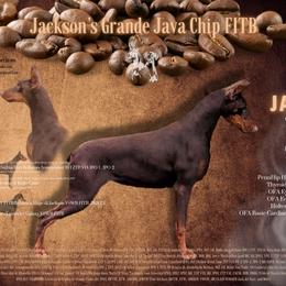 Java - Doberman Pinscher