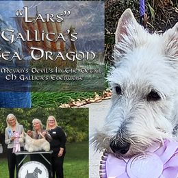 Scottish Terriers from Gallica Scottish Terriers