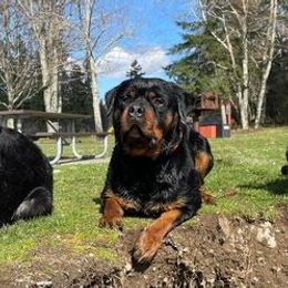 Cane Corso, German Shepherds, and Rottweilers from Tribal K9