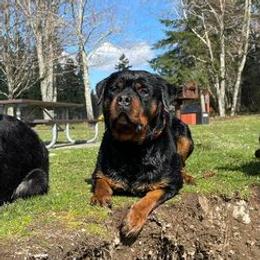 Cane Corso, German Shepherds, and Rottweilers from Tribal K9