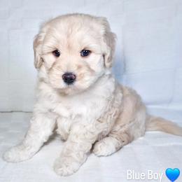Blue Boy - Cream male Goldendoodle puppy in Rochester, New York from Sandy Creek Doodles