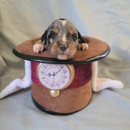 Miniature Australian Shepherd Puppies from Wonderland Aussies