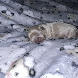 Shih Tzu Puppies from P&B Tzu Tribe