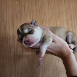 Boy 2 - Red and white male Siberian Husky puppy in Madison, Georgia from Thornbury Kennel