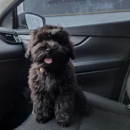 Miniature Schnauzer Puppies from Du Lac Miniature Schnauzers