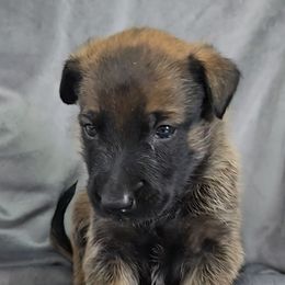 Jo's Turquoise - Mahogany male Belgian Malinois puppy in Berry, Alabama from North River k9