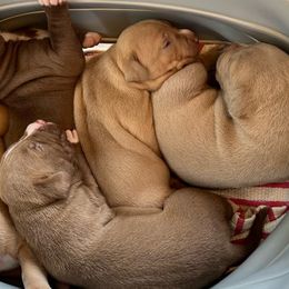 American Bullies from Golden Crescent Bullies