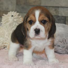 Mystic - Black tan and white female Beagle puppy in Morrill, Kansas from Kelle Beagles