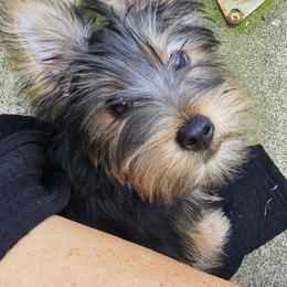 Silky Terrier Puppies from Brawley's Beautiful Babies