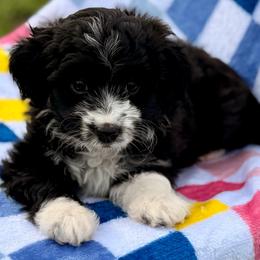 Purple collar toy - Black tri-color female Aussiedoodle puppy in 32046, Florida from River Hill Ranch