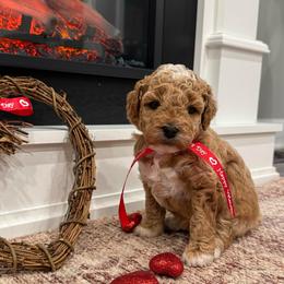 Jingles - Apricot female Goldendoodle puppy in Nortonville, Kentucky from Deb’s KY Doodles