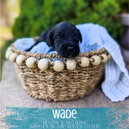 Wade - Black male Goldendoodle puppy in Soddy Daisy, Tennessee from The W Doods