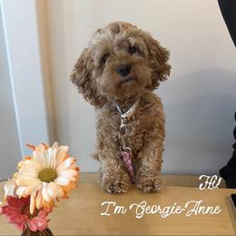 Georgie - Cockapoo