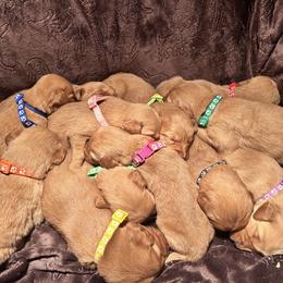 Golden Retriever Puppies from Thousand Lake Retrievers