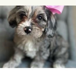 Cavapoo puppies from Silver Hill Farm