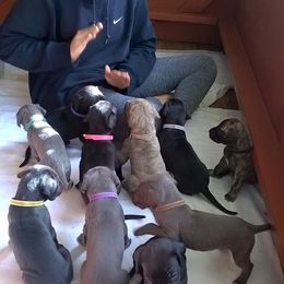 Bichon Frise and Great Dane Puppies from Bichon Frises of Nevada