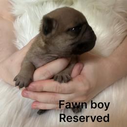 Waffles - Fawn male Pug puppy in Deer Park, Texas from Butler Pugs and Frenchies