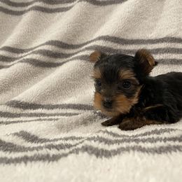 Yorkshire Terrier Puppies from Blissful_Yorkies