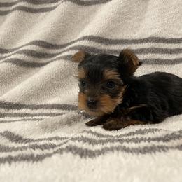 Yorkshire Terrier Puppies from Blissful_Yorkies