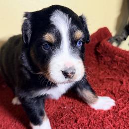 Orion - Black tri-color male Australian Shepherd puppy in Yelm, Washington from Country Rose Australian Shepherds