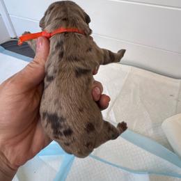 Eclipse - Brown merle male Aussiedoodle puppy in Columbia Falls, Montana from Firefly Aussies & Aussiedoodles