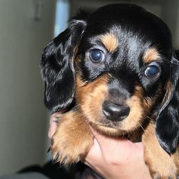 Boy 2 - Black and tan Dachshund puppy in Lubbock, Texas from ANQ Dachshunds