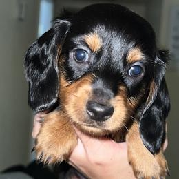 Boy 2 - Black and tan Dachshund puppy in Lubbock, Texas from ANQ Dachshunds