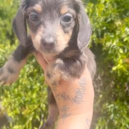 Ludo - Blue and cream male Dachshund puppy in Riverside, California from Ashley’s canine collective