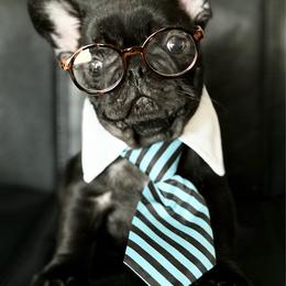 Black Brindle - Brindle male French Bulldog puppy in Harmony, North Carolina from Schuster Haus