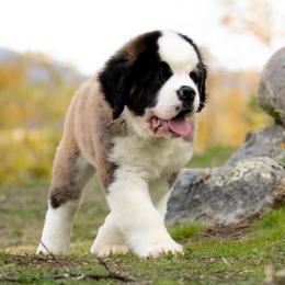Saint Bernard Puppies from Southern Giants