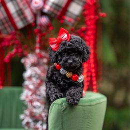 Abigale Gabble - Black female Cockapoo puppy in Deming, Washington from Heavenly Puppies to Love