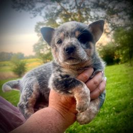 Mississippi Blue Girl 1 - Blue speckled female Australian Cattle Dog puppy in Summit, Mississippi from Mars Hill Cattle Dogs