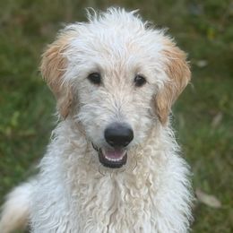 Bojji - Cream male Goldendoodle puppy in Maple Falls, Washington from Cynthia’s Goldendoodles