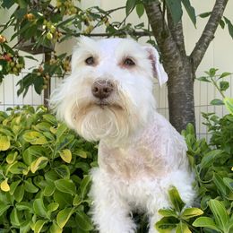 Dakota - Miniature Schnauzer