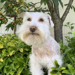 Dakota - Miniature Schnauzer
