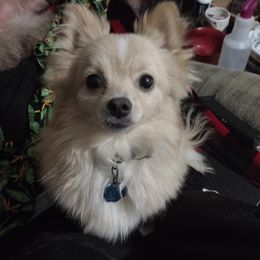 Star - Pomeranian