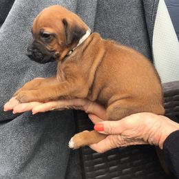 Rhodesian Ridgeback Puppies from Mafigeni Ridgebacks