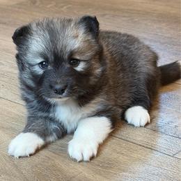 Missy - Wolf sable female Pomsky puppy in Tonasket, Washington from Washington Pomskies