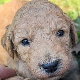 Goldendoodles from Sunny Doodle Pups