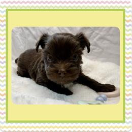 Xane - Chocolate, tan and white male Yorkshire Terrier puppy in Annandale, Virginia from Artisan Yorkies LLC