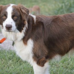 Australian Shepherds from Sarco Creek Ranch