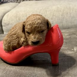 Cavachon and Cavapoochon Puppies from Forever Puppies 4U