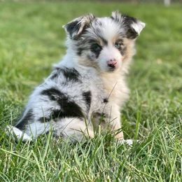 Toy Australian Shepherd Puppies from MN Pomme De Terre Aussies