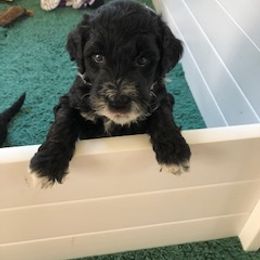 Portuguese Water Dog Puppies from Presidio PWDs