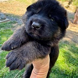 26F Purple Collar - Black and tan male German Shepherd puppy in Mariposa, California from Team Reeves Ranch