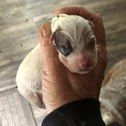 L65-07 - Red speckled male Australian Cattle Dog puppy in Sheridan, Oregon from 6pk Cattledogs