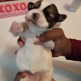 Girl 3 - Brown female Mal-Shi puppy in Boca Raton, Florida from Tina-Marie's Pups